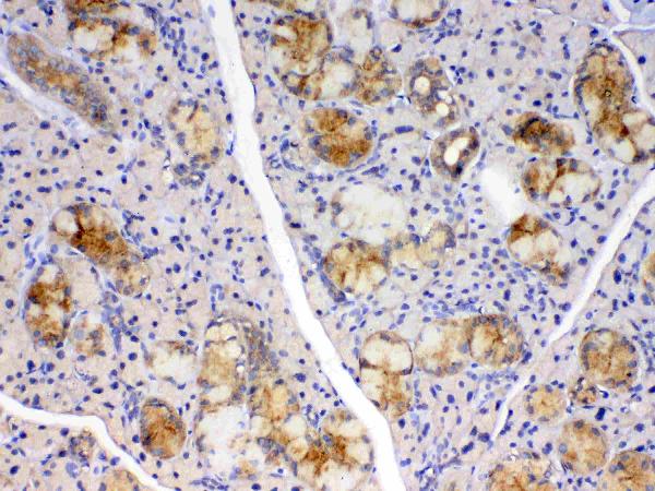 Figure 6. IHC analysis of Cyclophilin B using anti-Cyclophilin B antibody (A03229). Cyclophilin B was detected in paraffin-embedded section of rat thyroid gland tissue. Heat mediated antigen retrieval was performed in citrate buffer (pH6, epitope retrieval solution) for 20 mins. The tissue section was blocked with 10% goat serum. The tissue section was then incubated with 1ug/ml rabbit anti-Cyclophilin B Antibody (A03229) overnight at 4 Biotinylated goat anti-rabbit IgG was used as secondary antibody and incubated for 30 minutes at 37 The tissue section was developed using Strepavidin-Biotin-Complex (SABC)(Catalog # SA1022) with DAB as the chromogen.