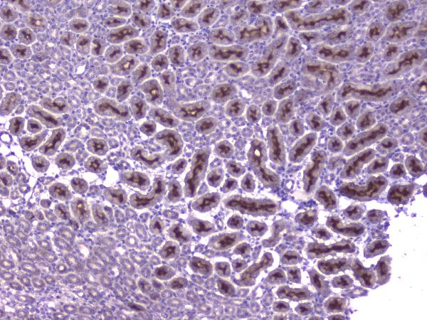 IHC analysis of CCL8 using anti-CCL8 antibody (A03237-1). CCL8 was detected in paraffin-embedded section of mouse kidney tissue. Heat mediated antigen retrieval was performed in citrate buffer (pH6, epitope retrieval solution) for 20 mins. The tissue section was blocked with 10% goat serum. The tissue section was then incubated with 2μg/ml rabbit anti-CCL8 Antibody (A03237-1) overnight at 4°C. Biotinylated goat anti-rabbit IgG was used as secondary antibody and incubated for 30 minutes at 37°C. The tissue section was developed using Strepavidin-Biotin-Complex (SABC)(Catalog # SA1022) with DAB as the chromogen.