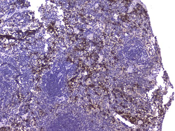 IHC analysis of CCL8 using anti-CCL8 antibody (A03237-1). CCL8 was detected in paraffin-embedded section of mouse spleen tissue. Heat mediated antigen retrieval was performed in citrate buffer (pH6, epitope retrieval solution) for 20 mins. The tissue section was blocked with 10% goat serum. The tissue section was then incubated with 2μg/ml rabbit anti-CCL8 Antibody (A03237-1) overnight at 4°C. Biotinylated goat anti-rabbit IgG was used as secondary antibody and incubated for 30 minutes at 37°C. The tissue section was developed using Strepavidin-Biotin-Complex (SABC)(Catalog # SA1022) with DAB as the chromogen.