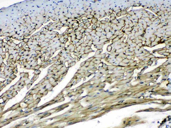 A03522 2 immunohistochemistry