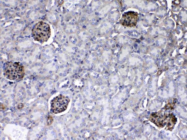 A03522 3 immunohistochemistry