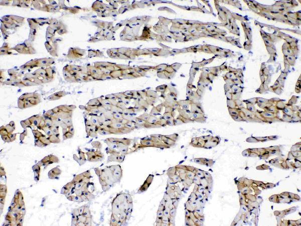 A03522 4 immunohistochemistry