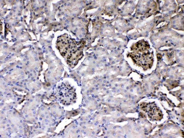 A03522 5 immunohistochemistry