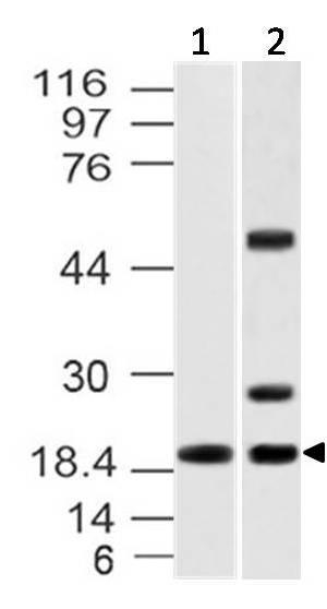 A03607 Western Blotting Analysis 1