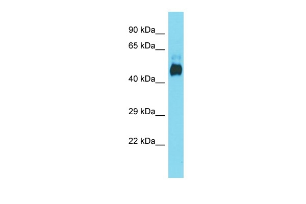 Anti-Dhh/Desert Hedgehog Antibody A03731