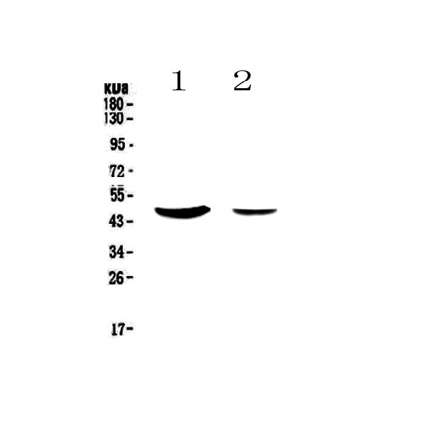 Western blot analysis of MUC7 using anti-MUC7 antibody (A05210).