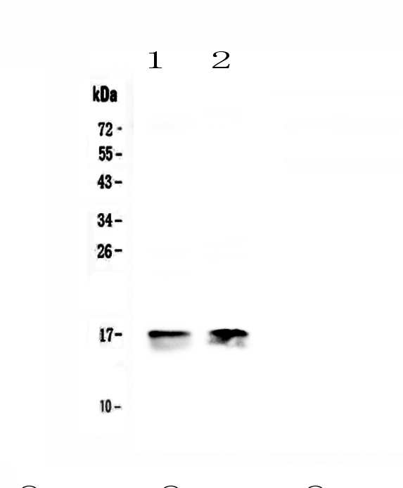 Western blot analysis of COX IV using anti-COX IV antibody (A05442-1).