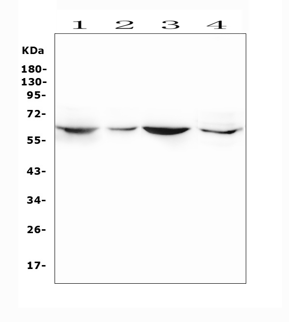 A05519 1 SMOX primary antibodies WB testing 2