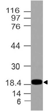 Westren blot analysis of REG3A