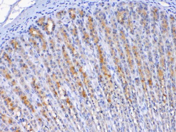 IHC analysis of TFF2 using anti-TFF2 antibody (A07013-1). TFF2 was detected in paraffin-embedded section of rat gaster tissue. Heat mediated antigen retrieval was performed in citrate buffer (pH6, epitope retrieval solution) for 20 mins. The tissue section was blocked with 10% goat serum. The tissue section was then incubated with 1ug/ml rabbit anti-TFF2 Antibody (A07013-1) overnight at 4 Biotinylated goat anti-rabbit IgG was used as secondary antibody and incubated for 30 minutes at 37 The tissue section was developed using Strepavidin-Biotin-Complex (SABC)(Catalog # SA1022) with DAB as the chromogen.