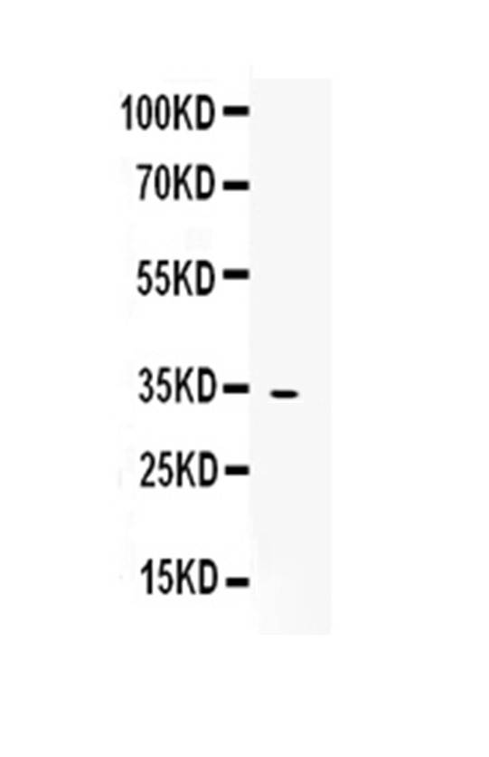  Western blot analysis of OIF using anti-OIF antibody (A07061-1)
