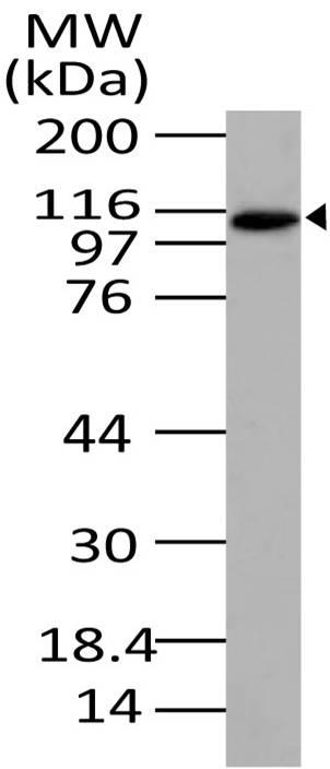 A08052 Western Blotting Analysis 1