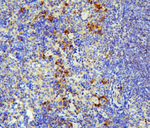 Figure 3. IHC analysis of IL31 using anti-IL31 antibody (A08339-1). IL31 was detected in paraffin-embedded section of mouse spleen tissues. Heat mediated antigen retrieval was performed in citrate buffer (pH6, epitope retrieval solution) for 20 mins. The tissue section was blocked with 10% goat serum. The tissue section was then incubated with 1microg/ml rabbit anti-IL31 Antibody (A08339-1) overnight at 4°C. Biotinylated goat anti-rabbit IgG was used as secondary antibody and incubated for 30 minutes at 37°C. The tissue section was developed using Strepavidin-Biotin-Complex (SABC)(Catalog # SA1022) with DAB as the chromogen.
