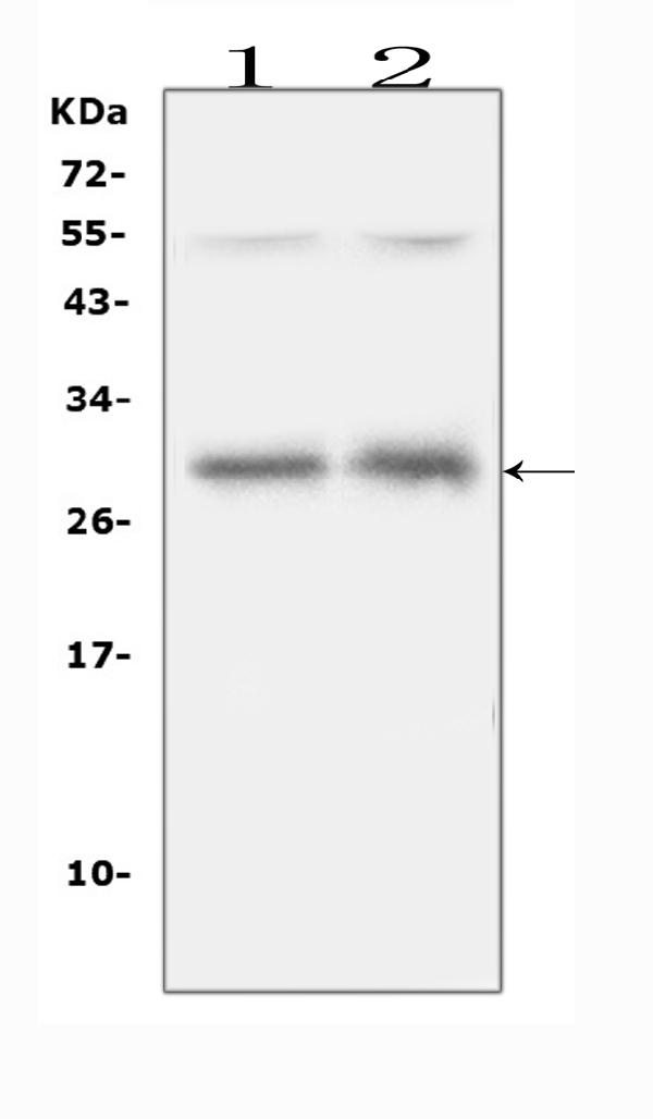 Figure 4. Western blot analysis of IL31 using anti-IL31 antibody (A08339-1). Electrophoresis was performed on a 5-20% SDS-PAGE gel at 70V (Stacking gel) / 90V (Resolving gel) for 2-3 hours. The sample well of each lane was loaded with 50ug of sample under reducing conditions. Lane 1: rat spleen tissue lysates, Lane 2: rat thymus tissue lysates. After Electrophoresis, proteins were transferred to a Nitrocellulose membrane at 150mA for 50-90 minutes. Blocked the membrane with 5% Non-fat Milk/ TBS for 1.5 hour at RT. The membrane was incubated with rabbit anti-IL31 antigen affinity purified polyclonal antibody (Catalog # A08339-1) at 0.5 microg/mL overnight at 4°C, then washed with TBS-0.1%Tween 3 times with 5 minutes each and probed with a goat anti-rabbit IgG-HRP secondary antibody at a dilution of 1:10000 for 1.5 hour at RT. The signal is developed using an Enhanced Chemiluminescent detection (ECL) kit (Catalog # EK1002) with Tanon 5200 system. A specific band was detected for IL31 at approximately 29KD. The expected band size for IL31 is at 18KD.