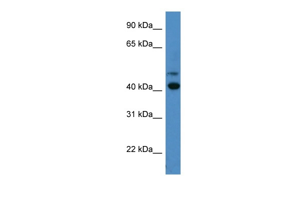 Opsin 1, Short Wave Sensitive Antibodies | AntibodyResource.com