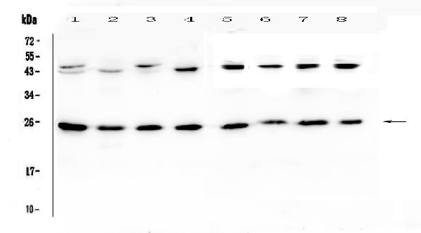 Western blot analysis of IL36 alpha using anti-IL36 alpha antibody (A09802-3). Electrophoresis was performed on a 5-20% SDS-PAGE gel at 70V (Stacking gel) / 90V (Resolving gel) for 2-3 hours. The sample well of each lane was loaded with 50ug of sample under reducing conditions. Lane 1: rat brain tissue lysates, Lane 2: rat lung tissue lysates, Lane 3: mouse brain tissue lysates, Lane 4: mouse lung tissue lysates, Lane 5: human Hela whole cell lysates, Lane 6: human placenta tissue lysates, Lane 7: human MCF-7 whole cell lysates, Lane 8: human HepG2 whole cell lysates. After Electrophoresis, proteins were transferred to a Nitrocellulose membrane at 150mA for 50-90 minutes. Blocked the membrane with 5% Non-fat Milk/ TBS for 1.5 hour at RT. The membrane was incubated with rabbit anti-IL36 alpha antigen affinity purified polyclonal antibody (Catalog # A09802-3) at 0.5 μg/mL overnight at 4℃, then washed with TBS-0.1%Tween 3 times with 5 minutes each and probed with a goat anti-rabbit IgG-HRP secondary antibody at a dilution of 1:10000 for 1.5 hour at RT. The signal is developed using an Enhanced Chemiluminescent detection (ECL) kit (Catalog # EK1002) with Tanon 5200 system. A specific band was detected for IL36 alpha at approximately 25KD. The expected band size for IL36 alpha is at 17KD.