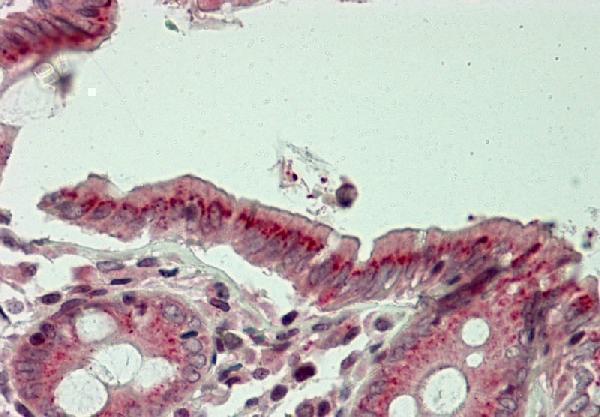 A10216 Immunostaining Analysis 11 8012 Colon 882669