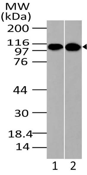 A10216 Western Blotting Analysis 1