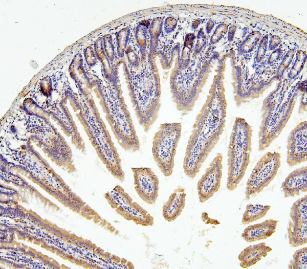 A10407 1 RNF169 primary antibodies IHC testing 4