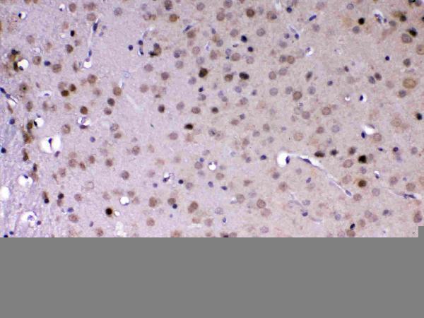 A10600 2 MED18 primary antibodies IHC testing 4