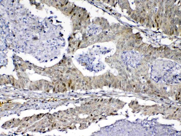 A12781 MED9 primary antibodies IHC testing 2