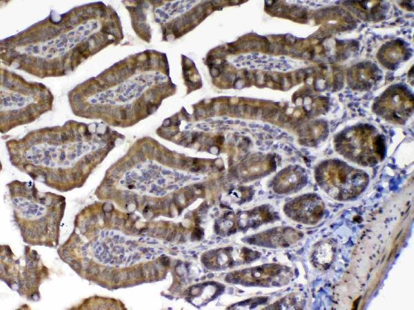 A12781 MED9 primary antibodies IHC testing 4