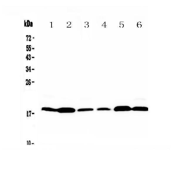 A12781 MED9 primary antibodies WB testing 1