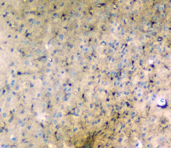 A13092 1 LRTOMT primary antibodies IHC testing 6