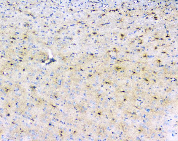 A13092 1 LRTOMT primary antibodies IHC testing 7