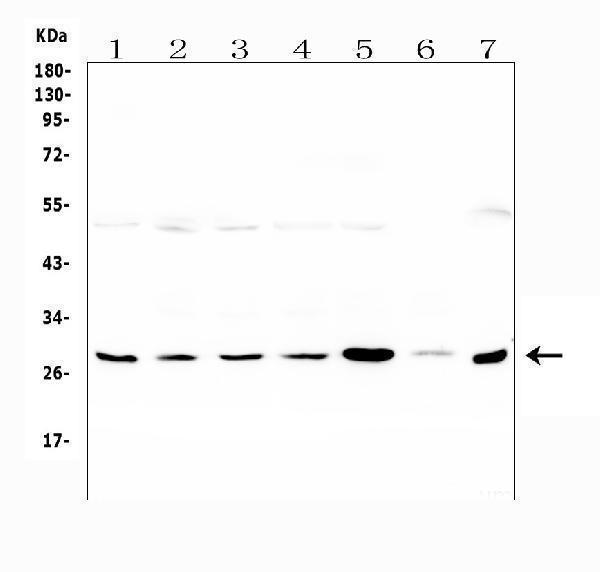 A13092 1 LRTOMT primary antibodies WB testing 1
