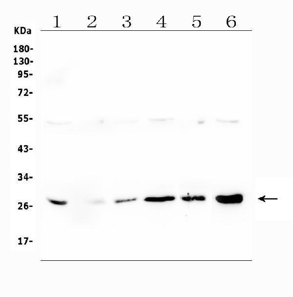 A13092 1 LRTOMT primary antibodies WB testing 2