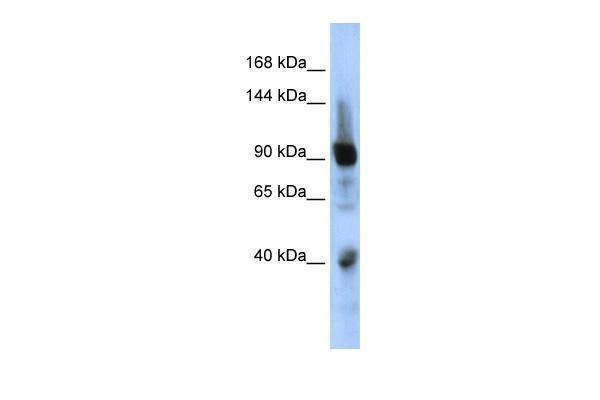 A15510 ZNF507 primary antibodies WB testing 1