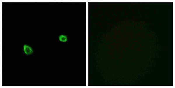 ERN2 primary antibodies A05659 1 IF testing