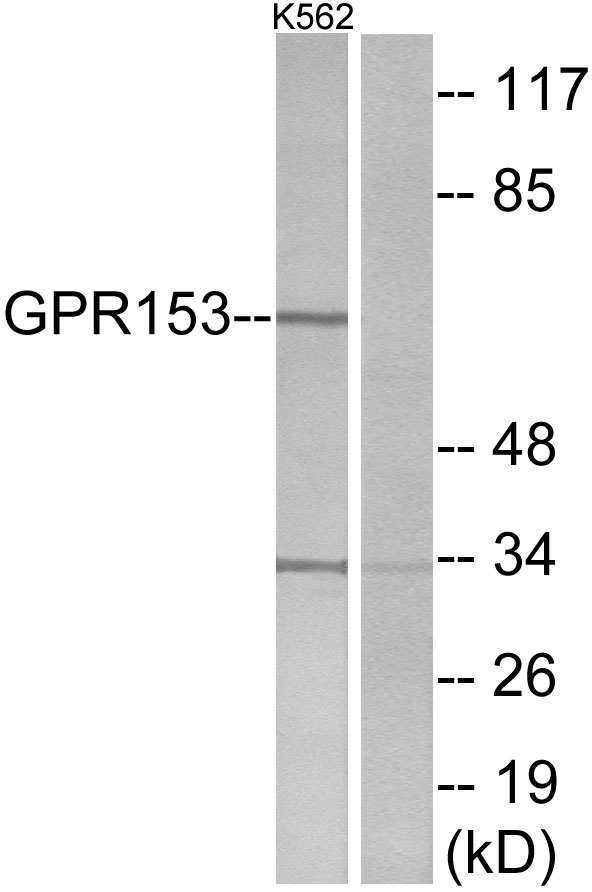 Western blot analysis of lysates from K562 cells, using GPR153 Antibody. The lane on the right is blocked with the synthesized peptide.