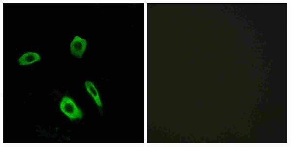 Immunofluorescence analysis of LOVO cells, using EDG7 Antibody