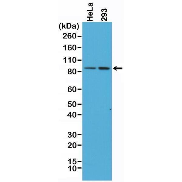 M00004 3 WB test result image 1