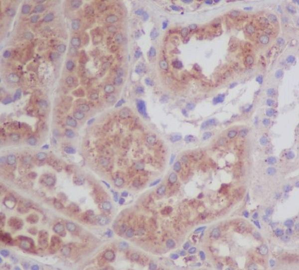 Immunohistochemical analysis of paraffin-embedded human kidney, using Apolipoprotein E Antibody