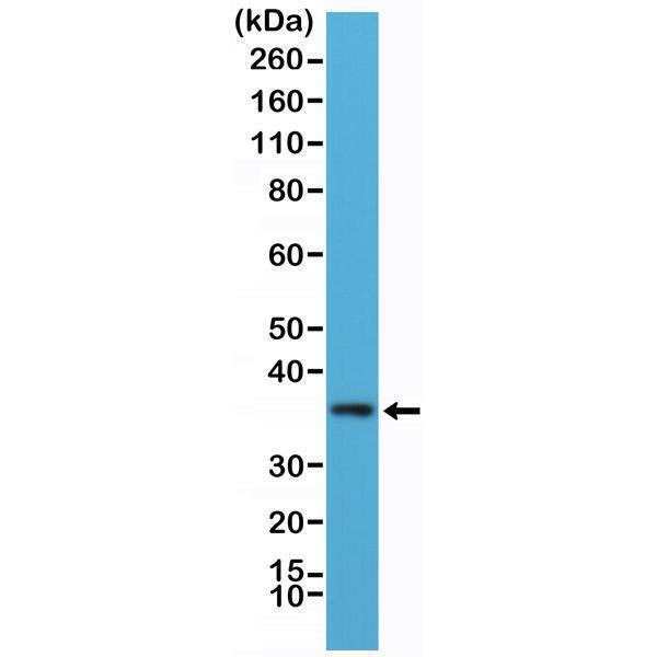  Western Blotting resultWestern Blot of K562 cells lysate using anti-MyD88 rabbit monoclonal antibody (Clone RM306) at a 1:100 dilution