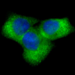 Immunofluorescent analysis of HeLa cells, using Notch1 Antibody