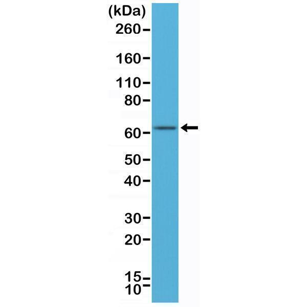 M00057 3 WB test result image 1