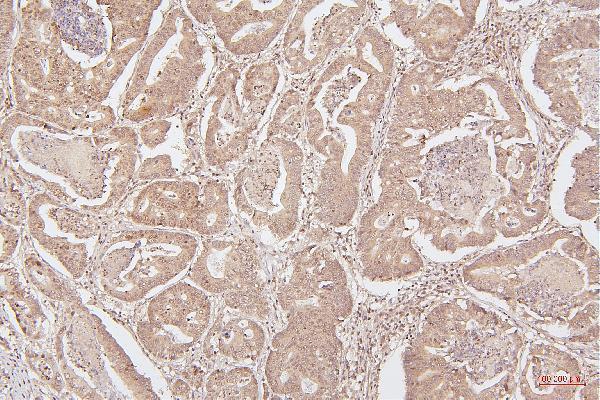 M00066 2 HMGB1 primary antibodies IHC testing 3