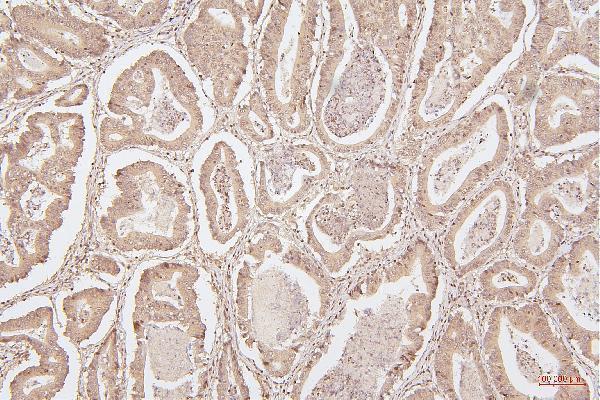 M00066 2 HMGB1 primary antibodies IHC testing 4