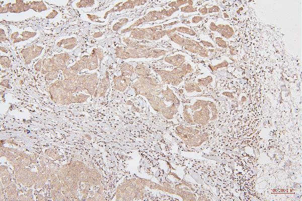 M00066 2 HMGB1 primary antibodies IHC testing 6