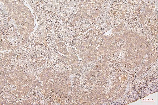 M00066 2 HMGB1 primary antibodies IHC testing 7