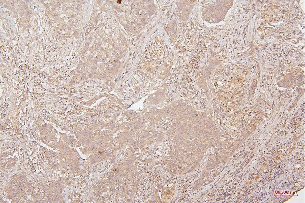 M00066 2 HMGB1 primary antibodies IHC testing 8