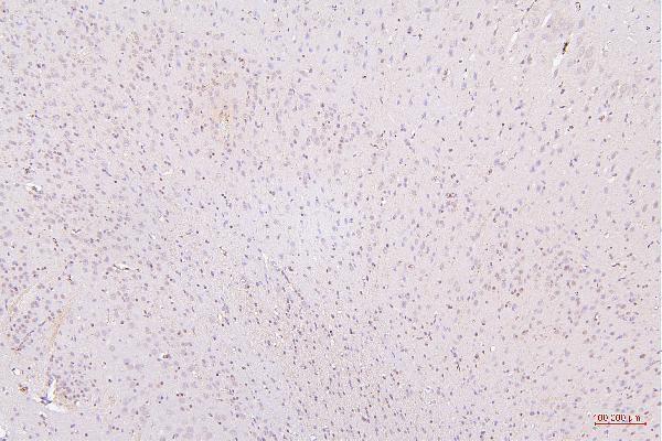 M00066 2 HMGB1 primary antibodies IHC testing 9
