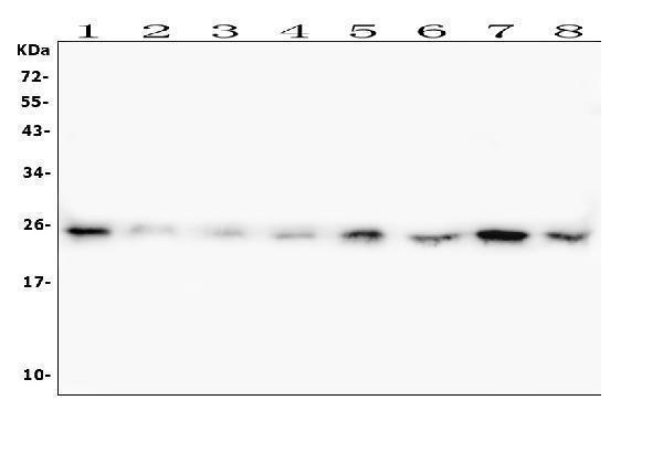 M00066 2 HMGB1 primary antibodies WB testing 1