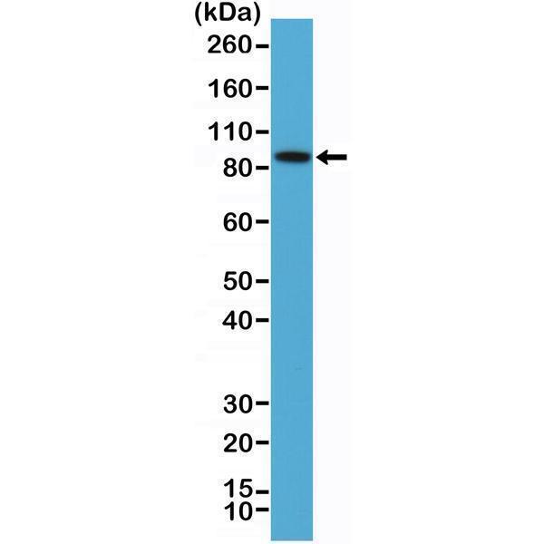  Western Blotting resultWestern Blot of K562 cells lysate using anti-B-raf rabbit monoclonal antibody (Clone RM308) at a 1:100 dilution