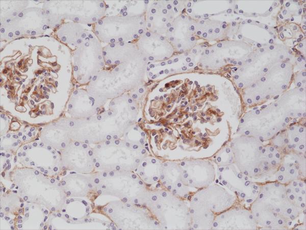 M00096 2 IHC test result image 2