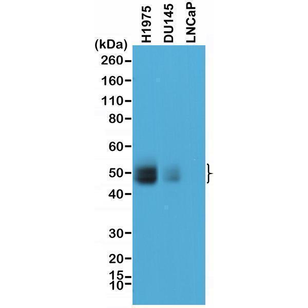 Western Blot of lysates H1975, DU145, and
LNCaP cells, using anti-PD-L1 rabbit monoclonal
antibody (Clone RM320) at a 1:1000 dilution